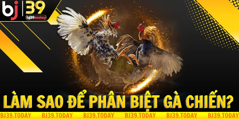 lam-sao-de-phan-biet-ga-chien-tai-bj39